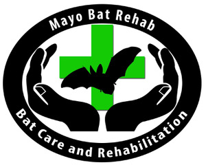 Mayo Bat Rehab